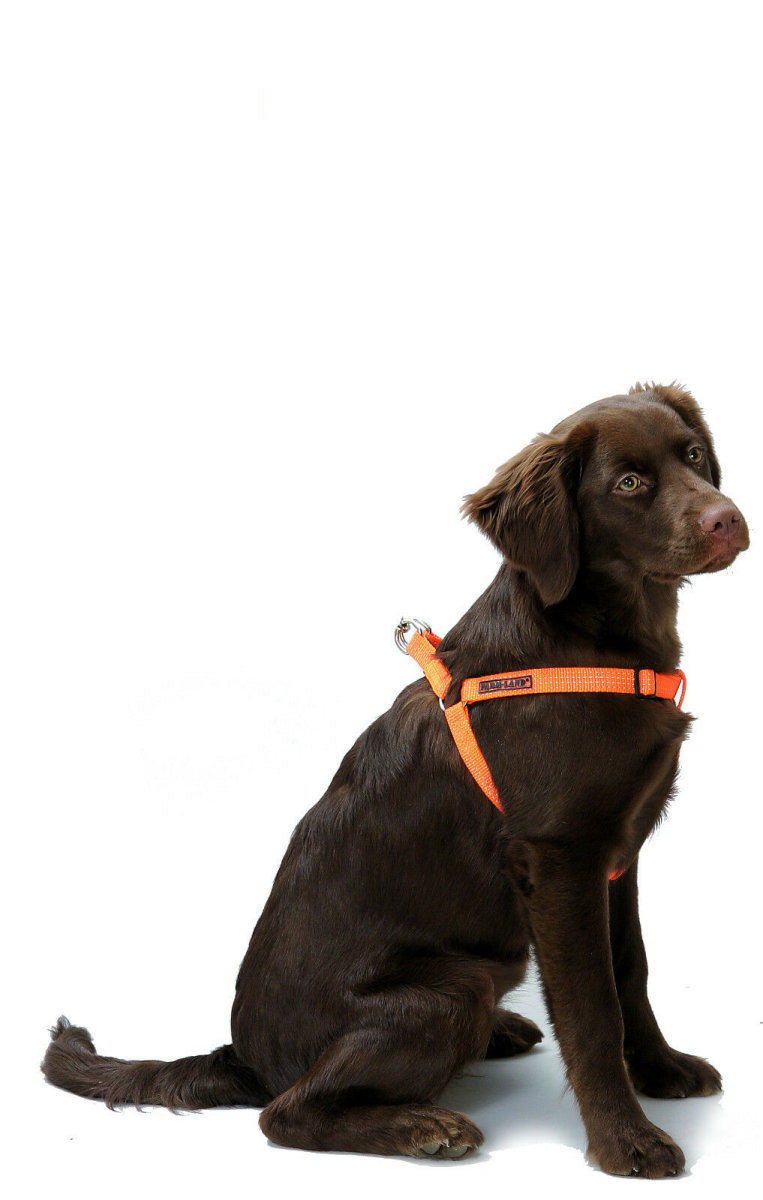 Farm-Land Hundegeschirr 90-1-025 orange reflektierend Safety Dog Nylon Geschirr 
